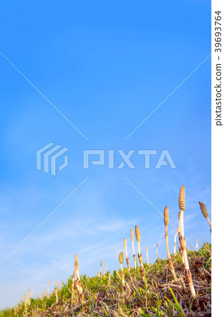 Wild grass and brushstrokes crowded against the blue sky 39693764