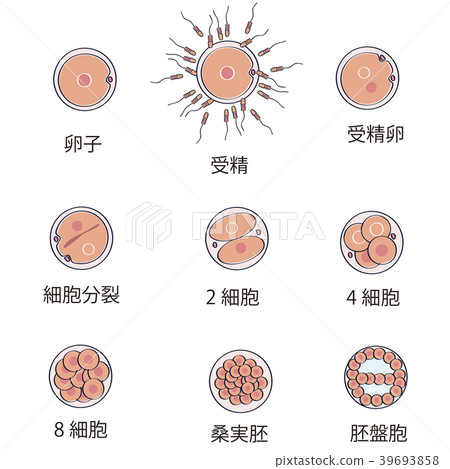 Egg growth Egg growth 39693858
