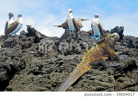 Marine iguana with blue footed boobies, booby 39694017