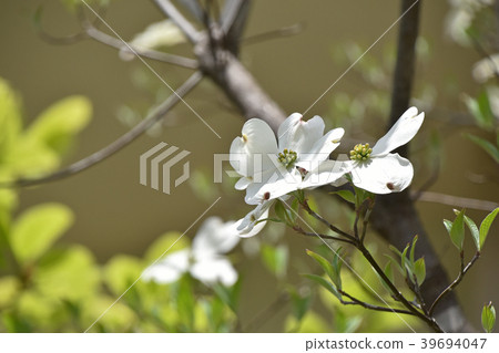 山茱萸（花木） 39694047