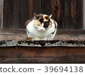 Cat of the 84th Banyajima Temple 39694138