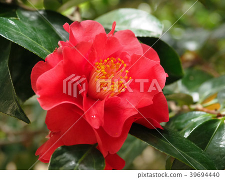 美麗的山茶花(自然紋理) 美麗的山茶花(自然紋理) 39694440