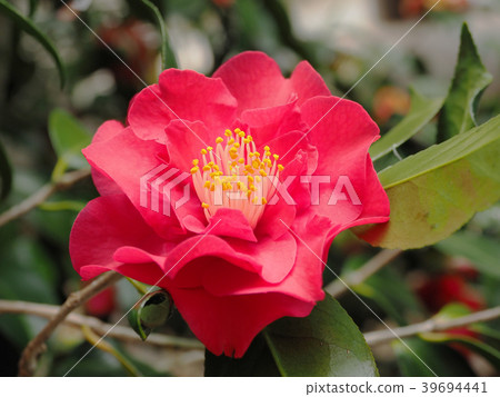 Beautiful camellia (natural texture) Beautiful camellia (natural texture) 39694441