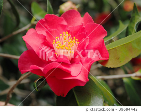 Beautiful camellia (natural texture) Beautiful camellia (natural texture) 39694442