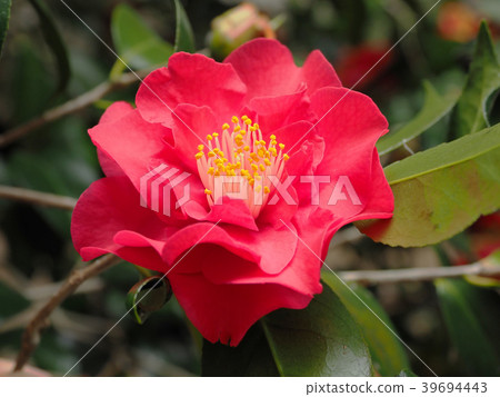 Beautiful camellia (natural texture) Beautiful camellia (natural texture) 39694443