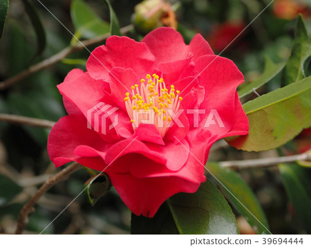 Beautiful camellia (natural texture) Beautiful camellia (natural texture) 39694444