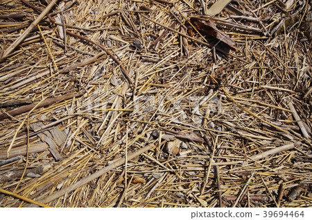 Ground with a piece of bamboo wood Ground with a piece of bamboo wood 39694464