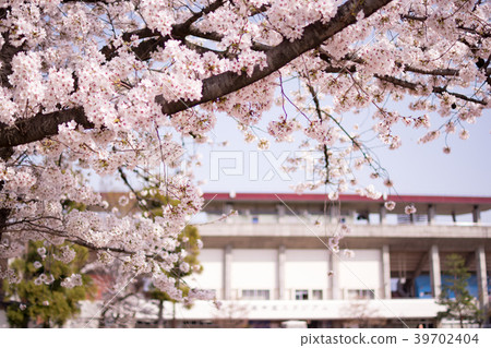 Oze Sports Park Yamanashi Nakagin Stadium and Sakura Oze Sports Park Yamanashi Nakagin Stadium and Sakura 39702404