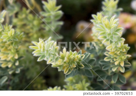 蓮花原石 蓮花原石 39702653