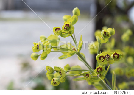 大戟金色彩虹花 大戟金色彩虹花 39702654