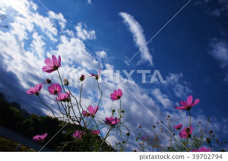 Cosmos and autumn sky Cosmos and autumn sky 39702794