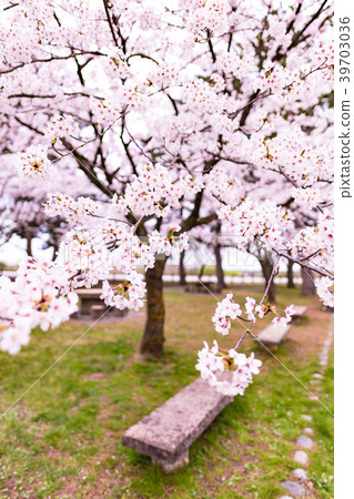 Cherry blossoms and benches in the park 39703036
