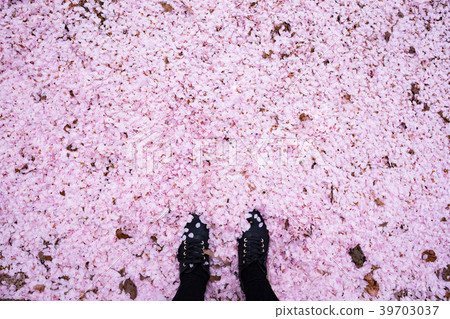 Foot buried in the carpet of cherry petals 39703037