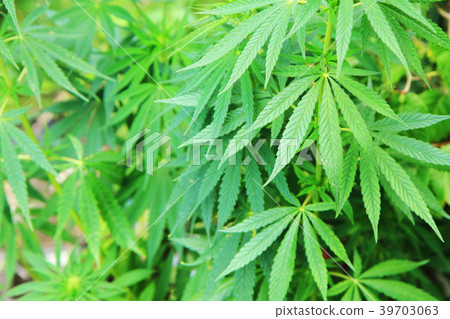 cannabis plant background 39703063