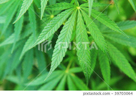 cannabis plant background cannabis plant background 39703064
