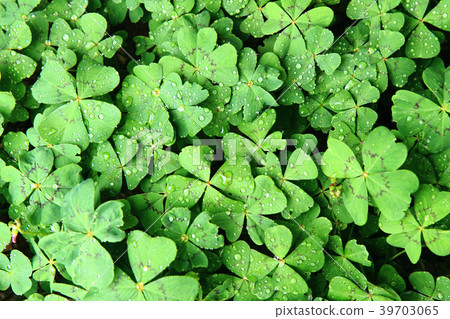 four leaves plants with water drops 39703065