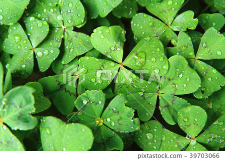 four leaves plants with water drops four leaves plants with water drops 39703066