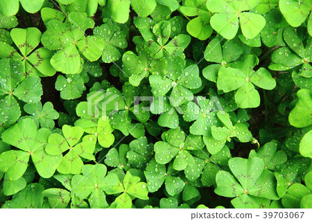 four leaves plants with water drops four leaves plants with water drops 39703067