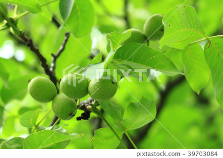 green walnuts plant green walnuts plant 39703084
