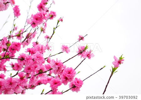 桃花兩朵花 桃花兩朵花 39703092