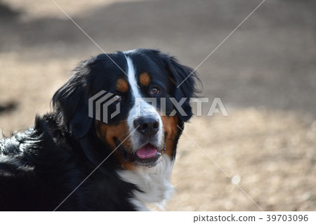 Cute burnie Cute burnie 39703096