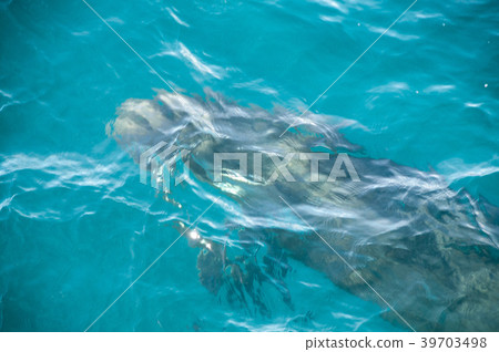 Long-finned Pilot Whales 39703498