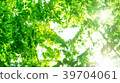 Sunlight filtering through the trees 39704061