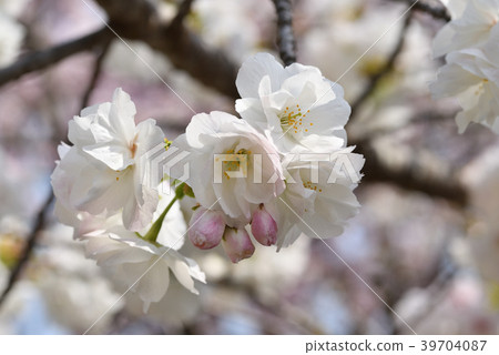 櫻花(白陌生人) 櫻花(白陌生人) 39704087