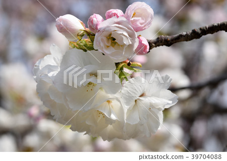 櫻花(白陌生人) 櫻花(白陌生人) 39704088