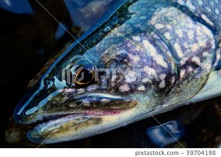 Lake trout Lake trout 39704198