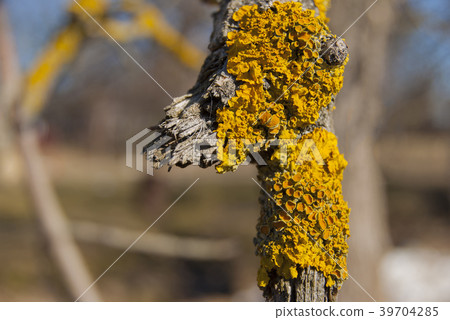Yellow lichen on old tree branch. 39704285