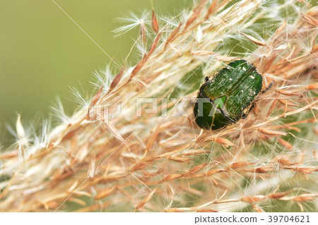 Taiwan small green flower golden tortoise [Taiwan endemic species] body length 12 - 16 mm 39704621