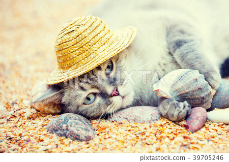 cat in a straw hat is resting on the beach cat in a straw hat is resting on the beach 39705246