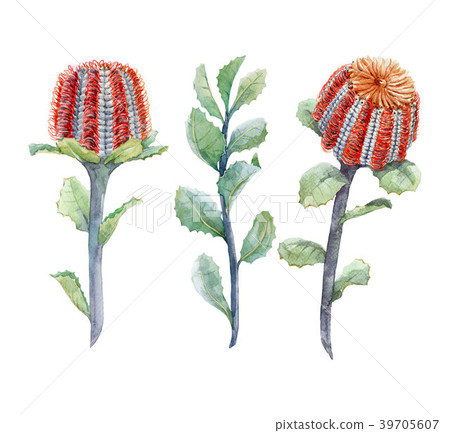 Watercolor australian banksia floral set 39705607