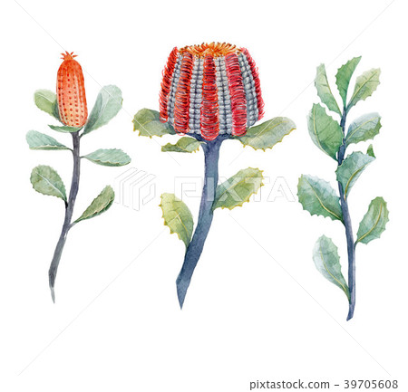 Watercolor australian banksia floral set 39705608