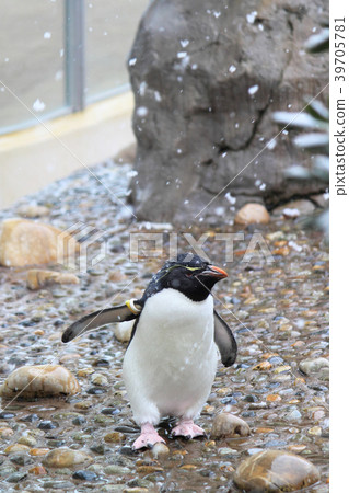 Minamata Iwatobi Penguin of the Niigata City Aquarium Marine Pier Japan Sea 39705781