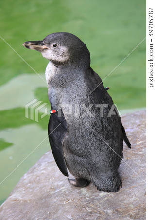 來自新潟市水族館馬林碼頭日本海的洪堡企鵝 39705782