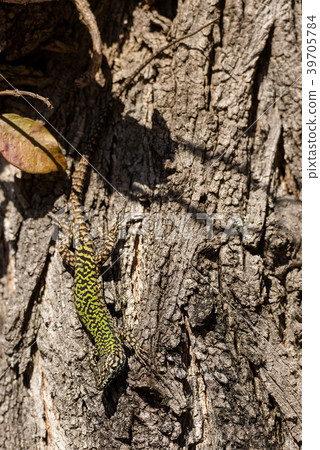 Green and Brown Lizard on a Tree Trunk Green and Brown Lizard on a Tree Trunk 39705784