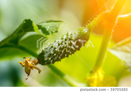 Organic cucumber growths in vegetable garden Organic cucumber growths in vegetable garden 39705885