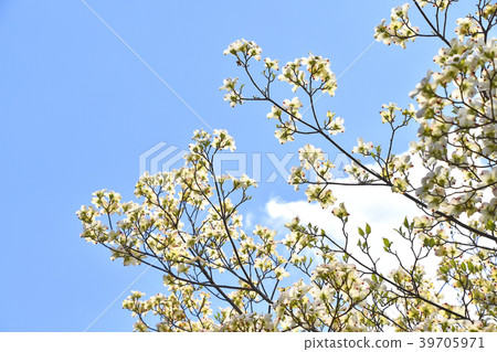 山茱萸(花木) 山茱萸(花木) 39705971