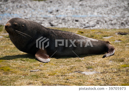 Fur Seals on South Georgia's Salisbury Plains Fur Seals on South Georgia's Salisbury Plains 39705973