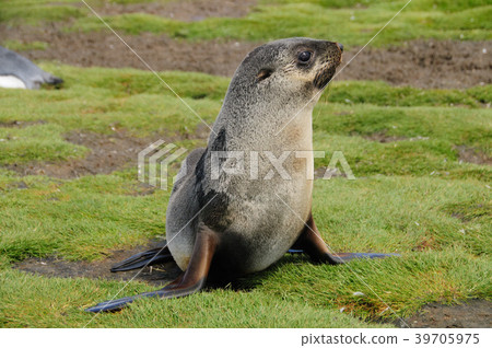 Fur Seals on South Georgia's Salisbury Plains Fur Seals on South Georgia's Salisbury Plains 39705975