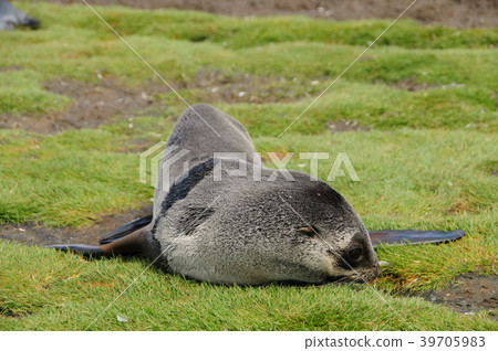 Fur Seals on South Georgia's Salisbury Plains 39705983