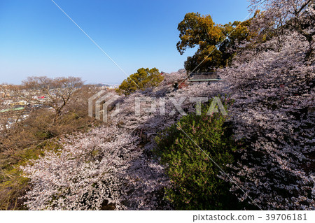 櫻花(和歌山三月Kimii寺) 櫻花(和歌山三月Kimii寺) 39706181