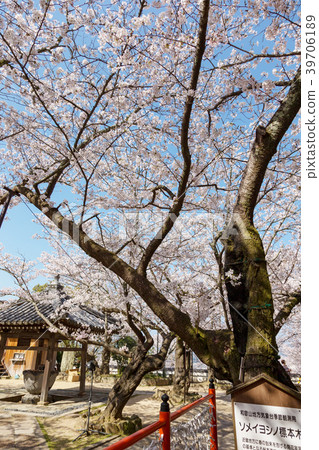 Cherry blossoms (Wakayama March Kimii temple) 39706189