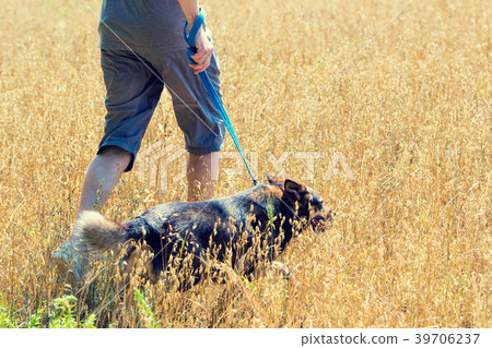 A man with the dog walking in the oat field 39706237