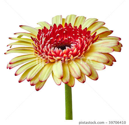 Flower yellow red Gerbera isolated on a white Flower yellow red Gerbera isolated on a white 39706410