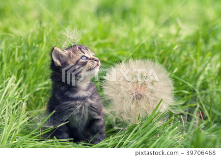 Little kitten walking on the grass Little kitten walking on the grass 39706468