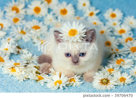 Cute little kitten sitting on chamomile flowers Cute little kitten sitting on chamomile flowers 39706470
