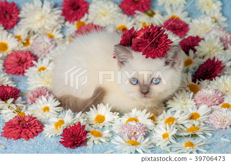 Cute little kitten lying on chamomile flowers Cute little kitten lying on chamomile flowers 39706473